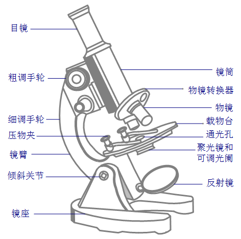 电子显微镜部位名称图片