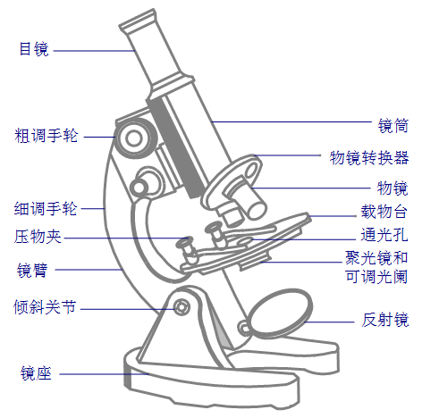 普通光学显微镜的结构图片