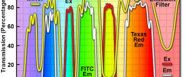 尼康显微镜双频激发块FITC-Texas Red的应用介绍