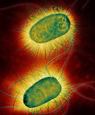 生物显微镜洞悉致命细菌